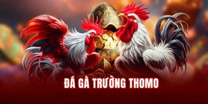 Đá Gà Trường Thomo - Sàn Đấu Chiến Kê Đẳng Cấp Tại 789Win