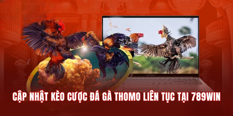 Cập nhật kèo cược đá gà Thomo xanh chín liên tục tại 789Win