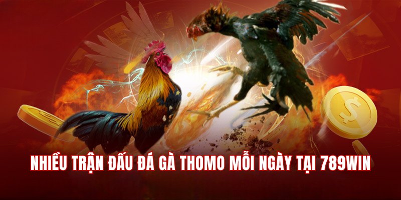 Nhiều trận thi đấu đá gà trường Thomo mỗi ngày tại 789Win