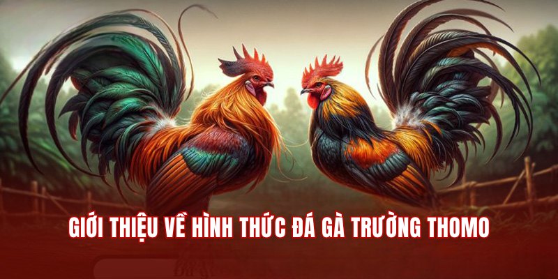 Giới thiệu hình thức đá gà trường Thomo hấp dẫn tại 789Win