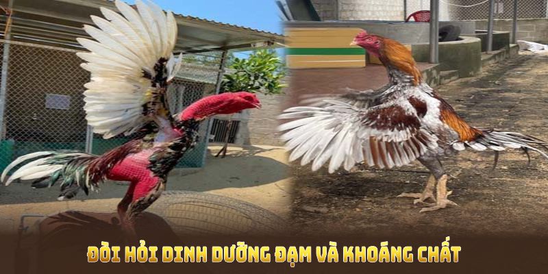 Cách nuôi gà đá chân mạnh đòi hỏi dinh dưỡng đạm và khoáng chất