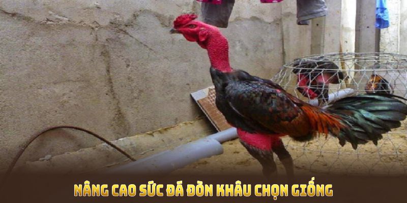 Cách nuôi gà đá chân mạnh nâng cao sức đá đòn khâu chọn giống